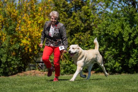 31. 	Pes	Šampiónov	ASAN OD TATIER K DUNAJU	Stredoeurópsky Víťaz, V1, CAC, BOS