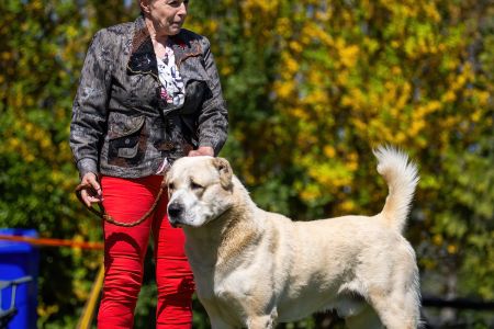 31. 	Pes	Šampiónov	ASAN OD TATIER K DUNAJU	Stredoeurópsky Víťaz, V1, CAC, BOS