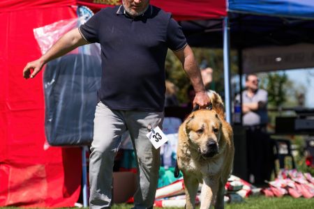 33. 	Pes	Šampiónov	RENESMEE TENERIS AMAR	V2, Res.CAC