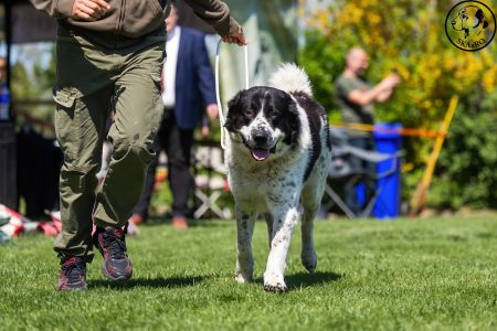 28. 	Pes	Otvorená	RENESMEE TENERIS GALAN	V3