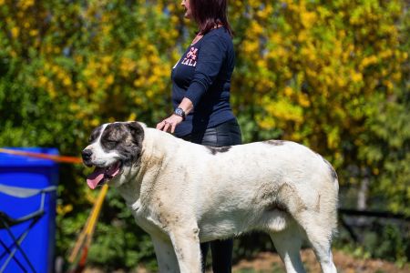 29. 	Pes	Otvorená	TALISMAN YUZHNOGO BEREGA TRIUMPH	V