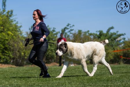 29. 	Pes	Otvorená	TALISMAN YUZHNOGO BEREGA TRIUMPH	V