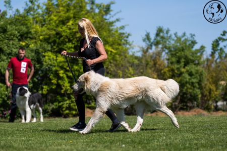 30. 	Pes	Otvorená	TERMINUS ALABAI BUD SPENCER	VD