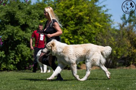 30. 	Pes	Otvorená	TERMINUS ALABAI BUD SPENCER	VD