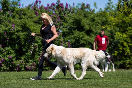 30. 	Pes	Otvorená	TERMINUS ALABAI BUD SPENCER	VD