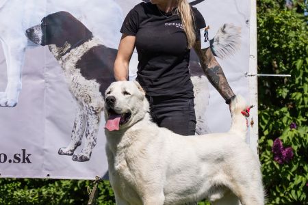 24. 	Pes	Otvorená	GAZIZ CHORASAN	V1, CAC