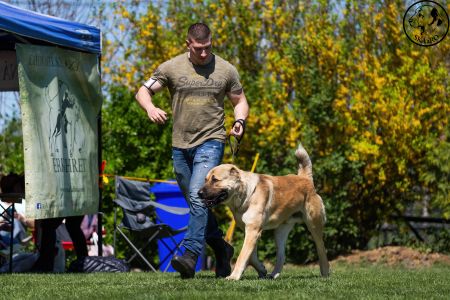 23. 	Pes	Otvorená	FARAON BALI-BEJ	V4