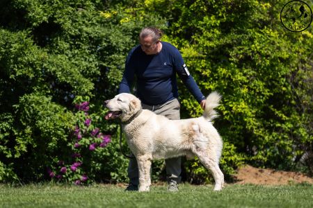 27. 	Pes	Otvorená	MIA CAOKO MIA SLON	V