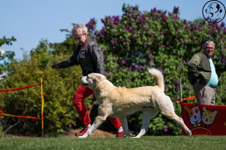 31. 	Pes	Šampiónov	ASAN OD TATIER K DUNAJU	Stredoeurópsky Víťaz, V1, CAC, BOS