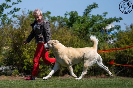 31. 	Pes	Šampiónov	ASAN OD TATIER K DUNAJU	Stredoeurópsky Víťaz, V1, CAC, BOS