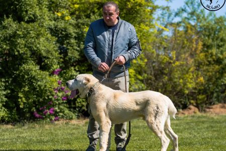 20. 	Pes	Stredná	MIKI LEINADIPAD-PDDPS	neposúdený