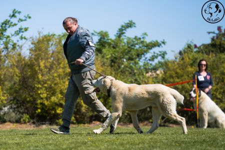 20. 	Pes	Stredná	MIKI LEINADIPAD-PDDPS	neposúdený