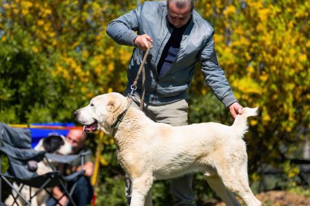 20. 	Pes	Stredná	MIKI LEINADIPAD-PDDPS	neposúdený