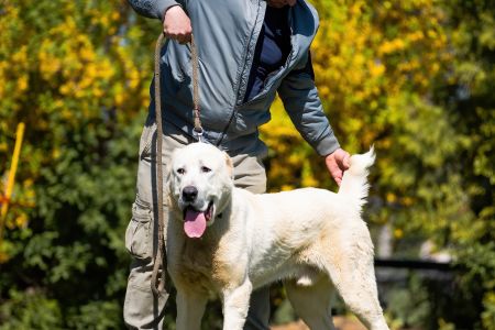 20. 	Pes	Stredná	MIKI LEINADIPAD-PDDPS	neposúdený