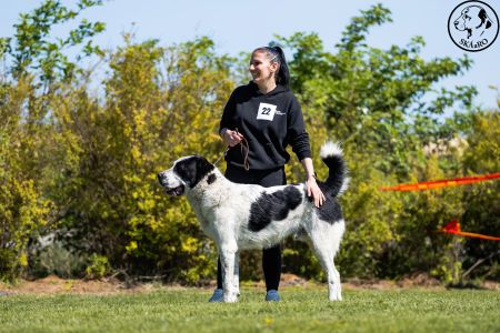 22. 	Pes	Stredná	RENESMEE TENERIS JAVAN	V2, Res.CAC