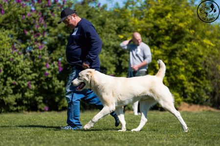 19. 	Pes	Stredná	MEKIR ERK ESHRET	V1, CAC