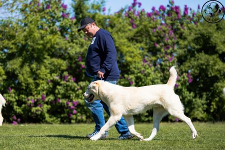 19. 	Pes	Stredná	MEKIR ERK ESHRET	V1, CAC