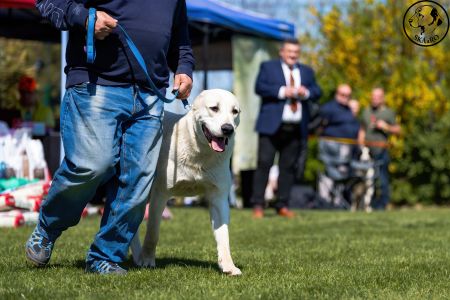 19. 	Pes	Stredná	MEKIR ERK ESHRET	V1, CAC