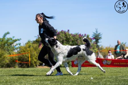 22. 	Pes	Stredná	RENESMEE TENERIS JAVAN	V2, Res.CAC