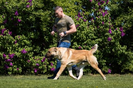 23. 	Pes	Otvorená	FARAON BALI-BEJ	V4