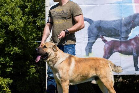 23. 	Pes	Otvorená	FARAON BALI-BEJ	V4