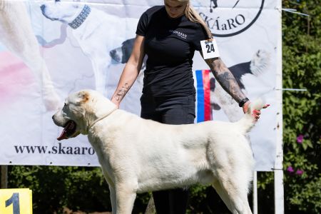 24. 	Pes	Otvorená	GAZIZ CHORASAN	V1, CAC