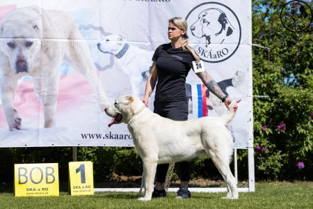 24. 	Pes	Otvorená	GAZIZ CHORASAN	V1, CAC