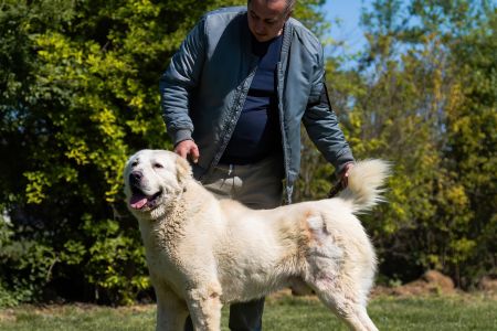 27. 	Pes	Otvorená	MIA CAOKO MIA SLON	V