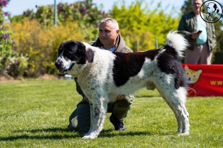 28. 	Pes	Otvorená	RENESMEE TENERIS GALAN	V3