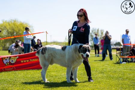 29. 	Pes	Otvorená	TALISMAN YUZHNOGO BEREGA TRIUMPH	V