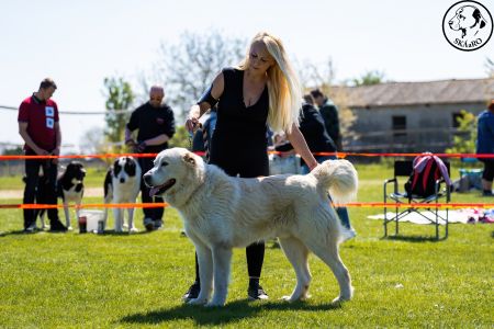 30. 	Pes	Otvorená	TERMINUS ALABAI BUD SPENCER	VD