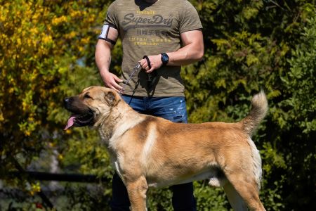 23. 	Pes	Otvorená	FARAON BALI-BEJ	V4