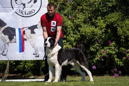 26. 	Pes	Otvorená	LOKI-BURI-AL-BASAR	V2, Res.CAC