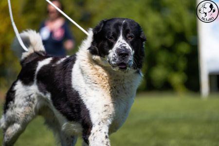 28. 	Pes	Otvorená	RENESMEE TENERIS GALAN	V3