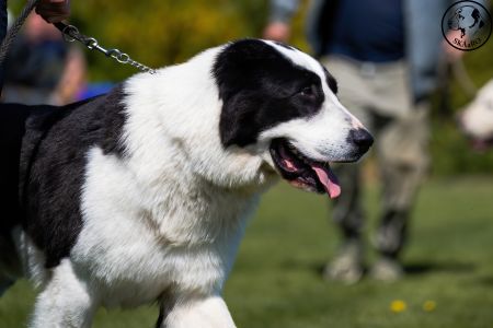 26. 	Pes	Otvorená	LOKI-BURI-AL-BASAR	V2, Res.CAC