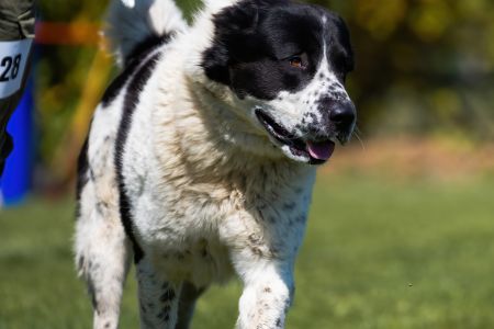 28. 	Pes	Otvorená	RENESMEE TENERIS GALAN	V3