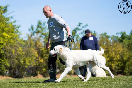 21. 	Pes	Stredná	RASHAN CHACALKIZ CHENEKEL	VD3