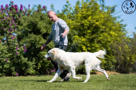 21. 	Pes	Stredná	RASHAN CHACALKIZ CHENEKEL	VD3