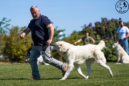 16. 	Pes	Mladých	RENESMEE TENERIS IRKHAN	V2