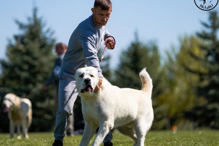 17. 	Pes	Mladých	SABYA	V