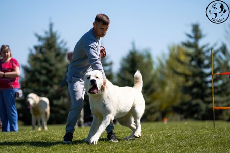 17. 	Pes	Mladých	SABYA	V