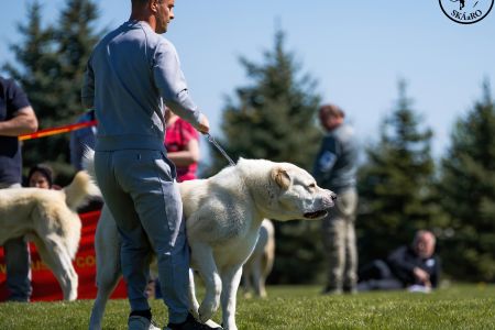 17. 	Pes	Mladých	SABYA	V