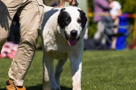 14. 	Pes	Mladých	GHADIR CAO IT	V3