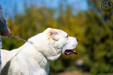 17. 	Pes	Mladých	SABYA	V