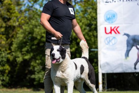 14. 	Pes	Mladých	GHADIR CAO IT	V3