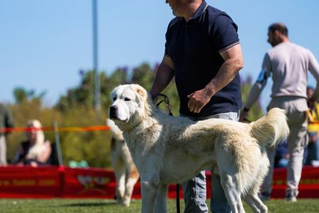16. 	Pes	Mladých	RENESMEE TENERIS IRKHAN	V2