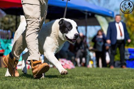14. 	Pes	Mladých	GHADIR CAO IT	V3