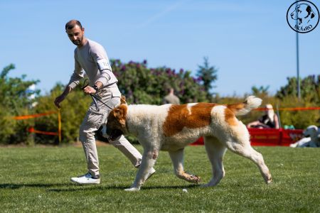 15. 	Pes	Mladých	KODIAK FROM IMPERIAL ROADS	V