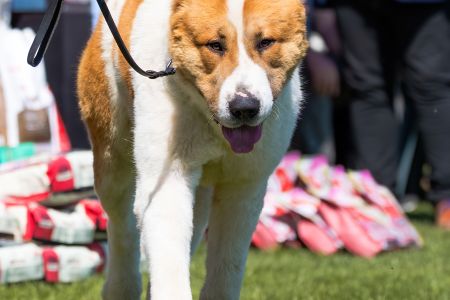 15. 	Pes	Mladých	KODIAK FROM IMPERIAL ROADS	V