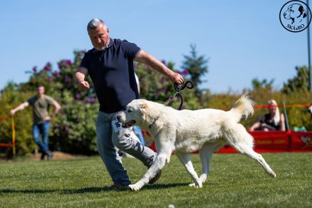 16. 	Pes	Mladých	RENESMEE TENERIS IRKHAN	V2